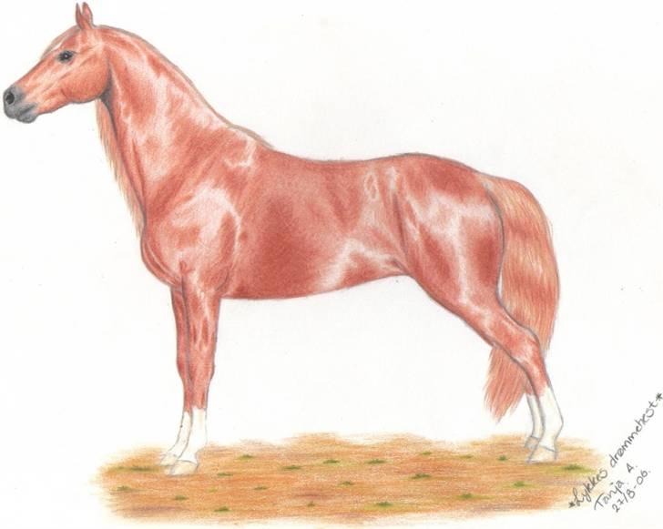 Mine tegninger... - Tennessee Walking Horse, farveblyant. billede 2