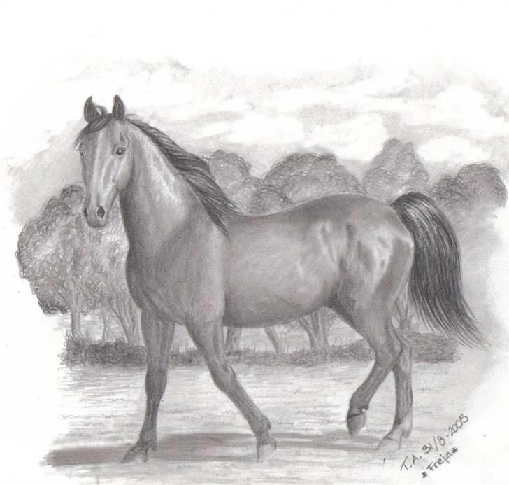 Mine tegninger... - Blanding af racer, blyant. Dette er Freja, Karina B's hest. billede 3