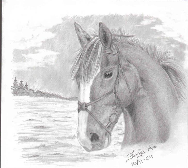 Mine tegninger... - Bestillingsarbejde. Rosa, frederiksborger. Blyant. billede 8