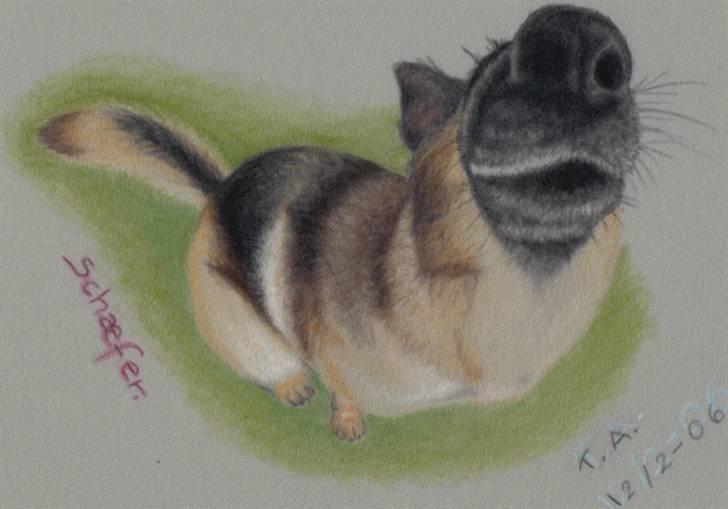 Mine tegninger... - Schæfer hund i sjov vinkel. Pastel på velourpapir. billede 9