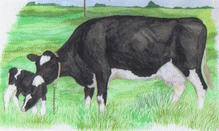 Mine tegninger... - Ko med kalv. Akvarel. Gave til min første chef. billede 11