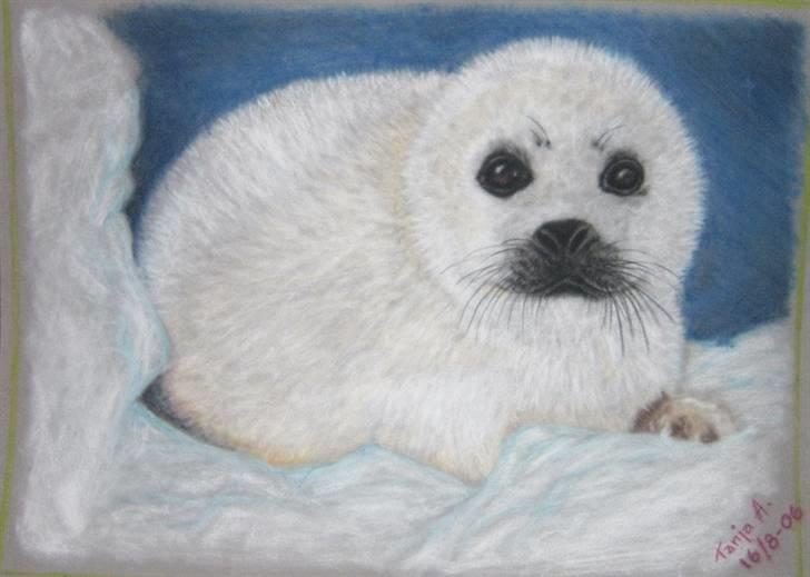 Mine tegninger... - Gave til min mors 50 års føsda'. Sælunge. Pastel på velourpapir. billede 13