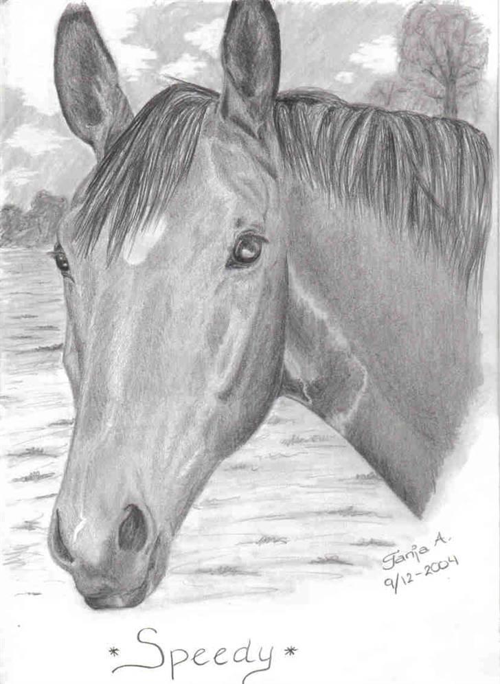 Mine tegninger... - Bestillingsarbejde. Speedy. Blyant. billede 17