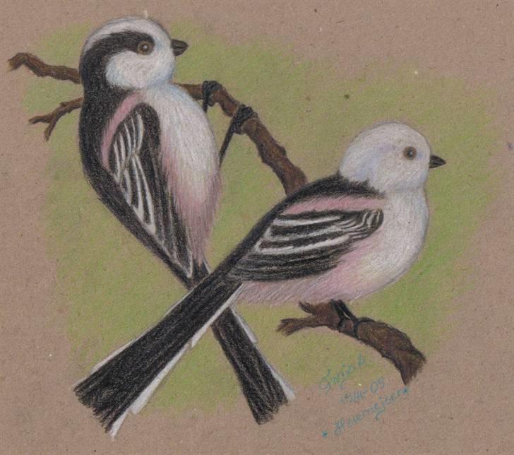 Mine tegninger... - Halemejser. Farveblyant på genbrugspapir. En gave til min kusine... billede 18