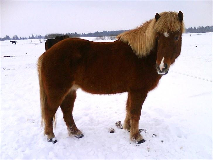 Dengang man var Islænder-rytter ;) - Ubbi billede 3