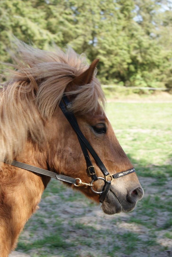 Dengang man var Islænder-rytter ;) - Ubbi billede 1