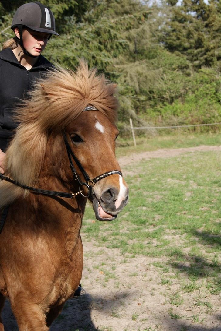 Dengang man var Islænder-rytter ;) billede 6