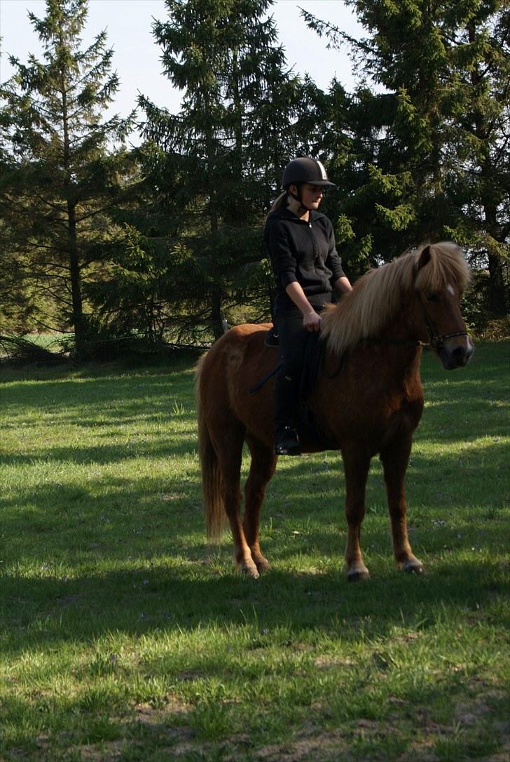 Dengang man var Islænder-rytter ;) billede 7