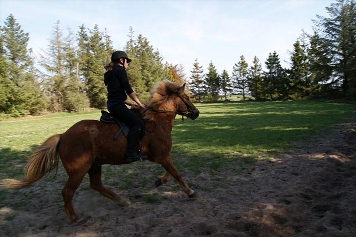 Dengang man var Islænder-rytter ;) billede 8