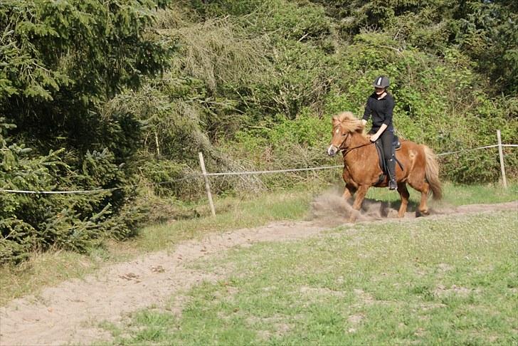 Dengang man var Islænder-rytter ;) billede 9