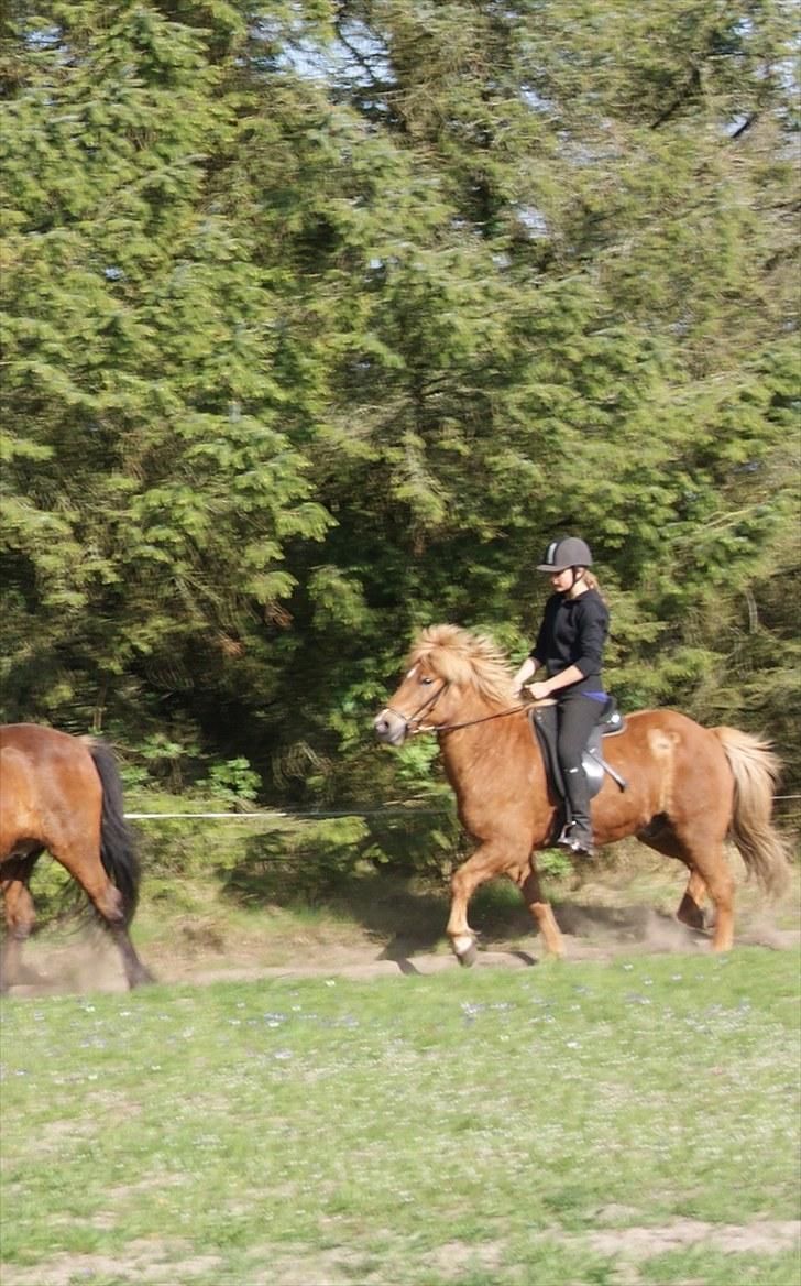 Dengang man var Islænder-rytter ;) billede 10