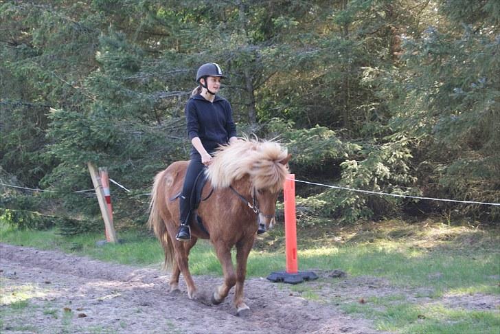 Dengang man var Islænder-rytter ;) billede 11