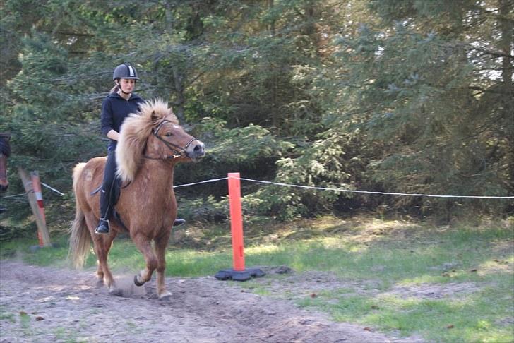 Dengang man var Islænder-rytter ;) billede 12