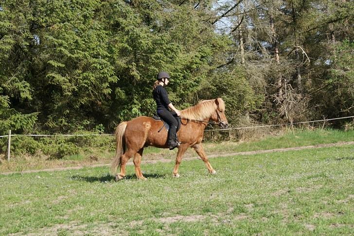 Dengang man var Islænder-rytter ;) billede 13