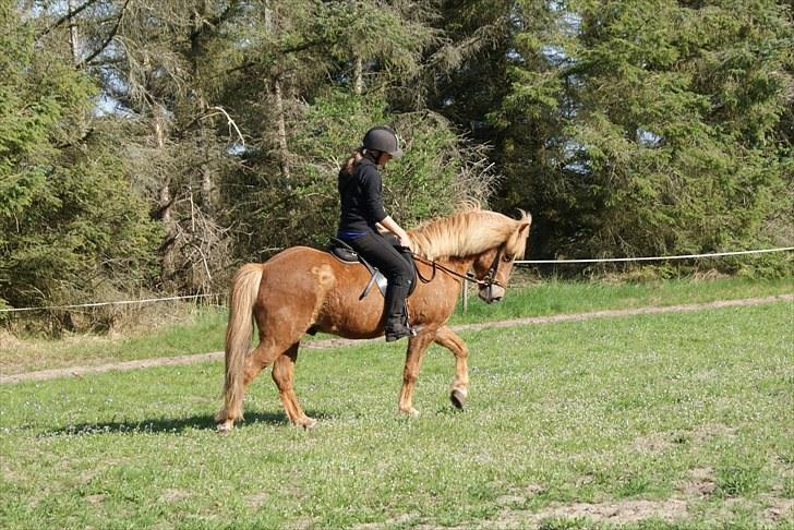 Dengang man var Islænder-rytter ;) billede 14