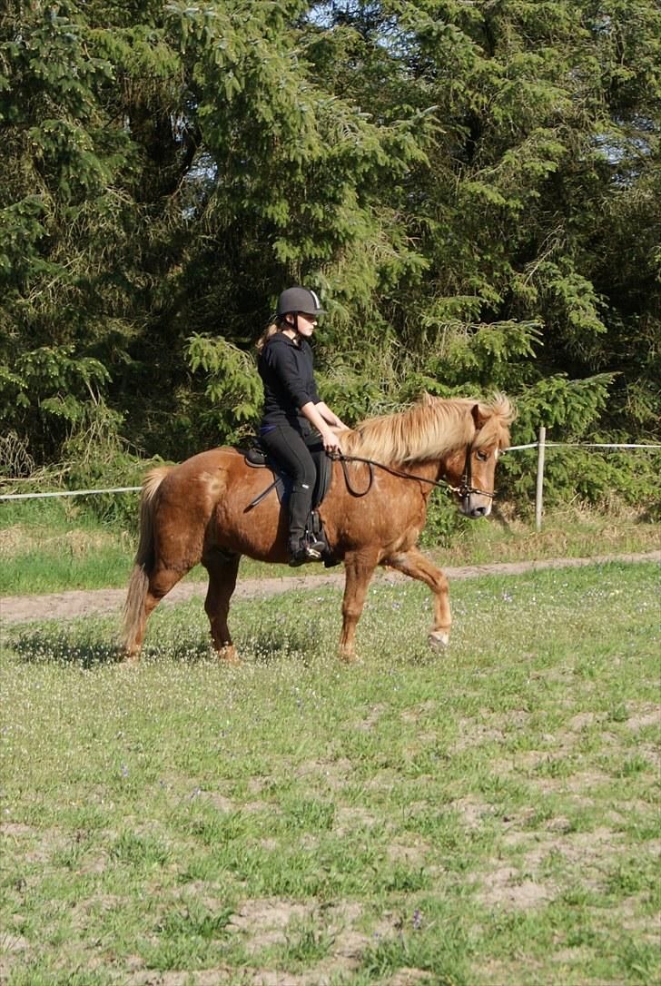 Dengang man var Islænder-rytter ;) billede 2