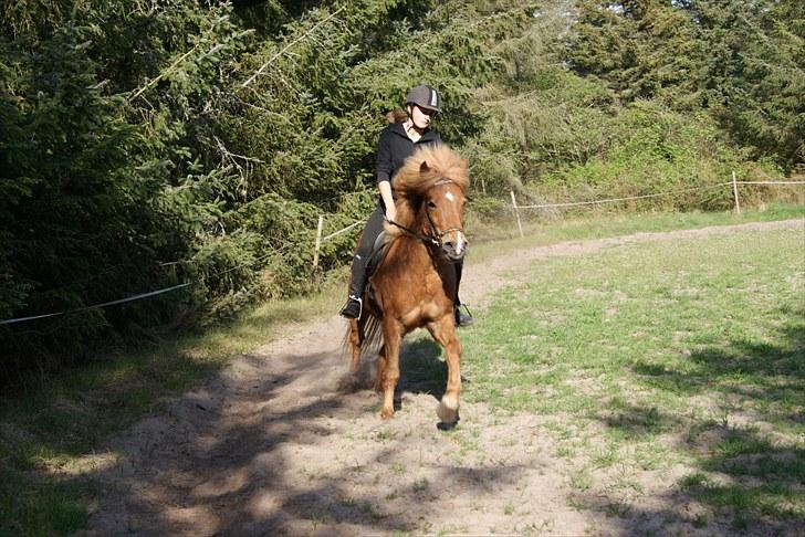 Dengang man var Islænder-rytter ;) billede 15