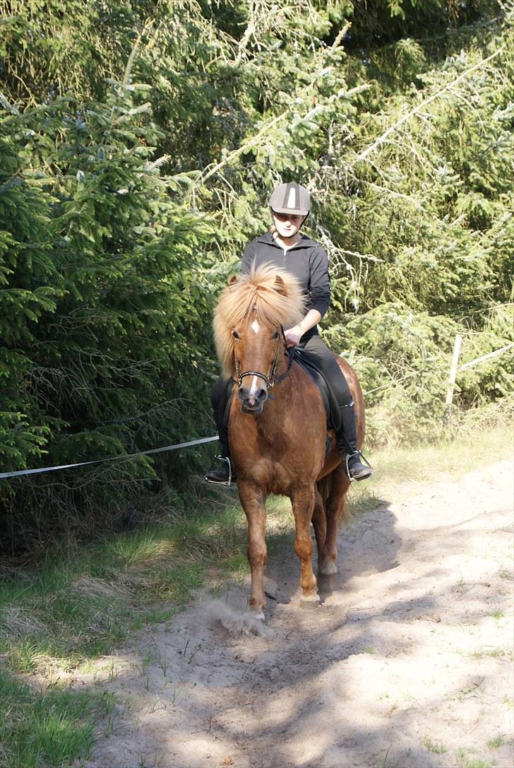 Dengang man var Islænder-rytter ;) billede 16