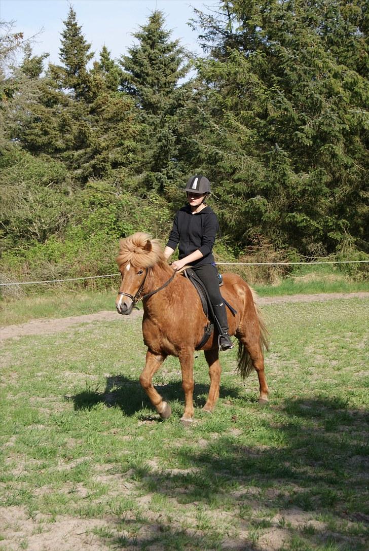 Dengang man var Islænder-rytter ;) billede 17