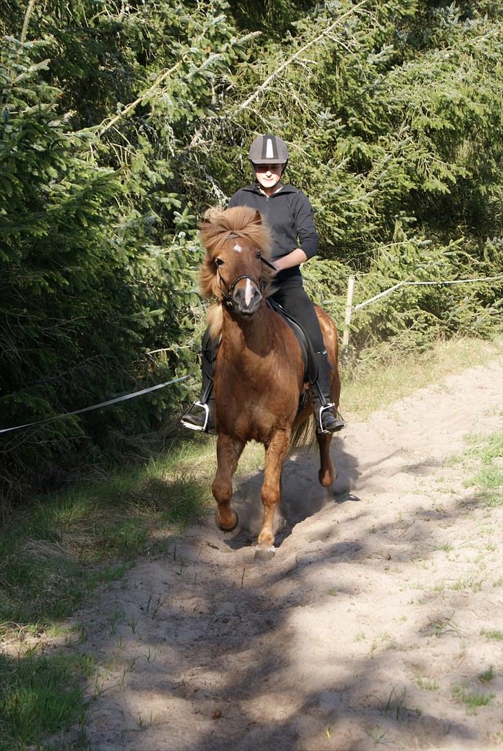 Dengang man var Islænder-rytter ;) billede 18