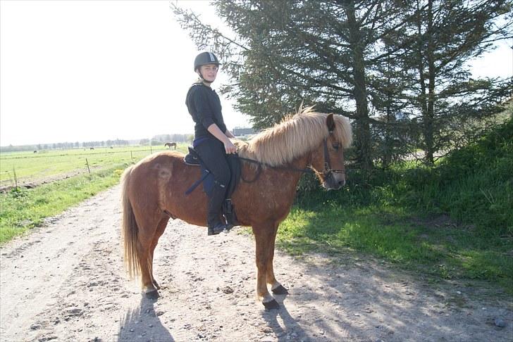 Dengang man var Islænder-rytter ;) billede 19