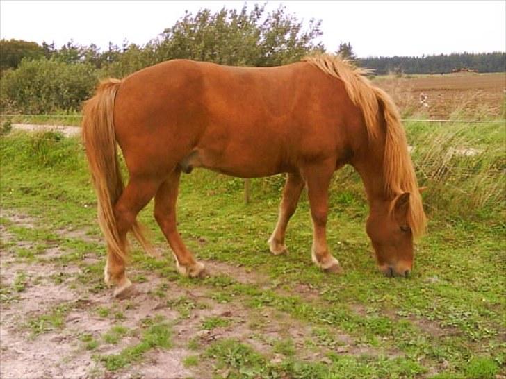 Dengang man var Islænder-rytter ;) billede 20