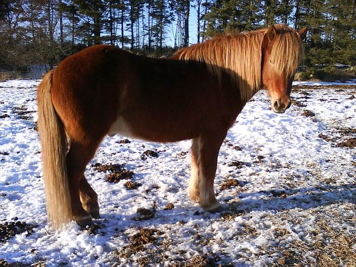 Dengang man var Islænder-rytter ;) billede 21