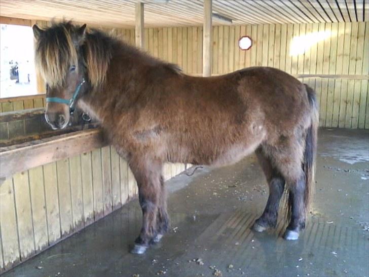 Dengang man var Islænder-rytter ;) billede 26