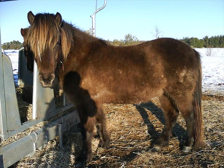 Dengang man var Islænder-rytter ;) billede 31