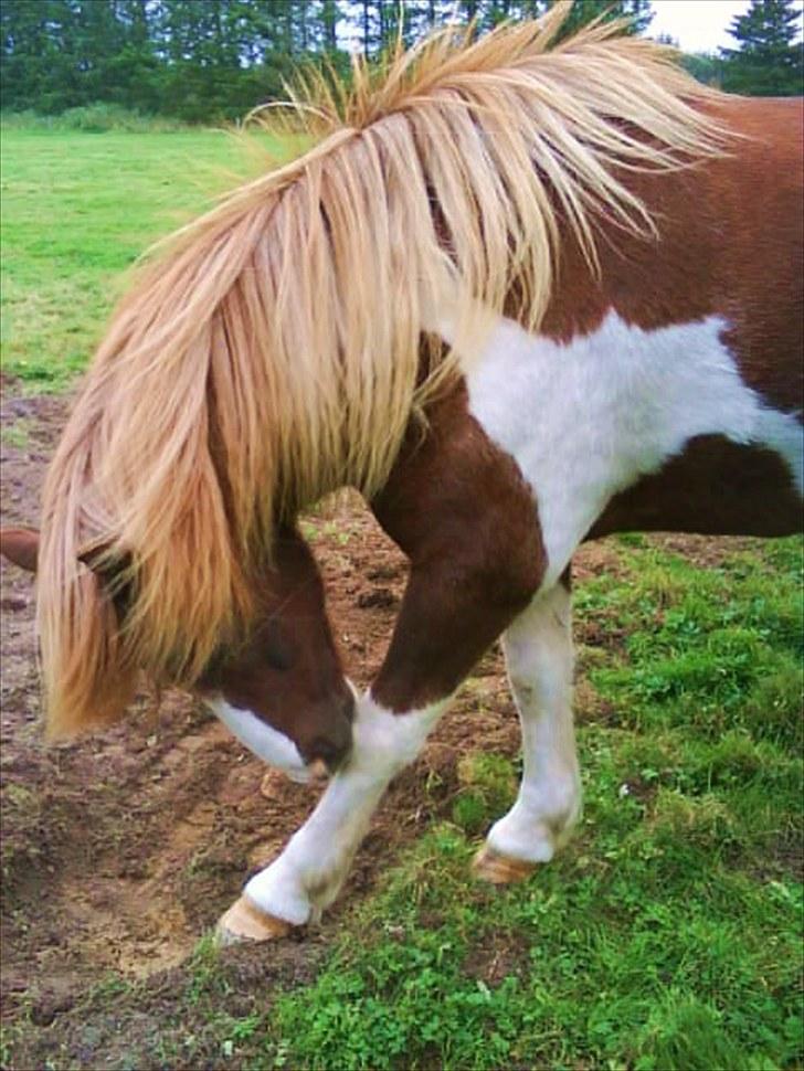 Dengang man var Islænder-rytter ;) billede 32