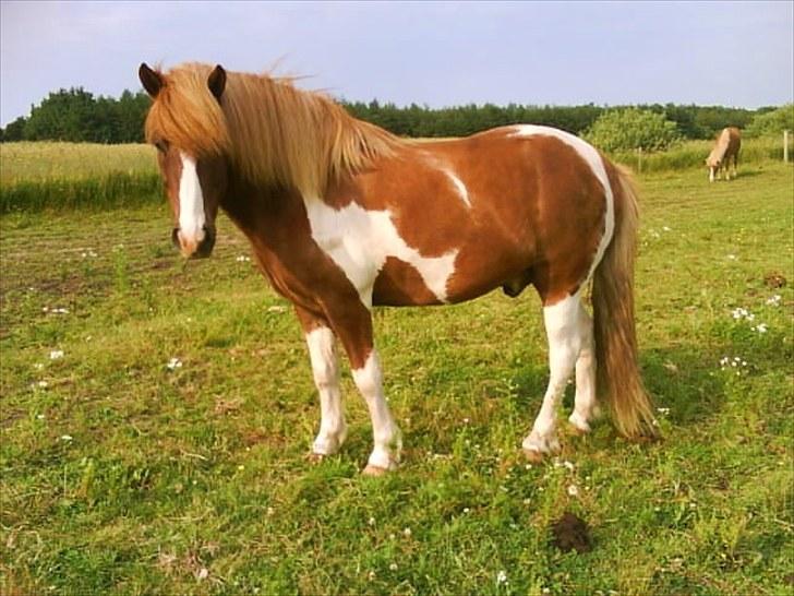 Dengang man var Islænder-rytter ;) billede 33