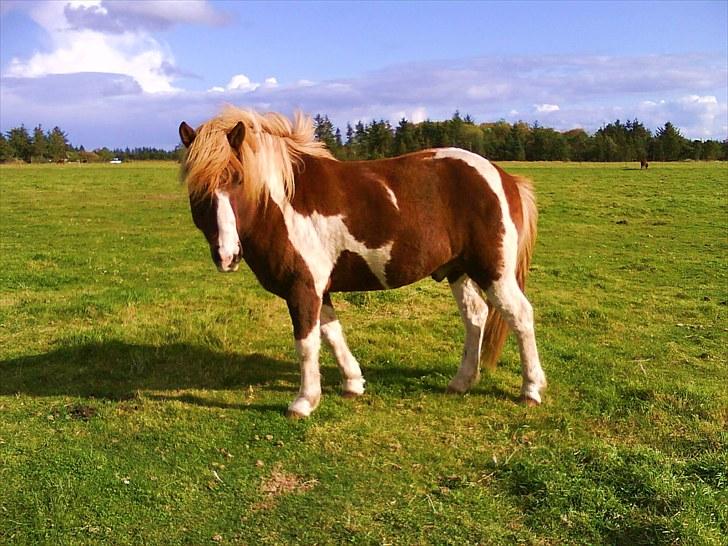 Dengang man var Islænder-rytter ;) billede 34