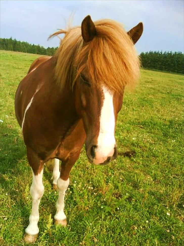 Dengang man var Islænder-rytter ;) billede 35