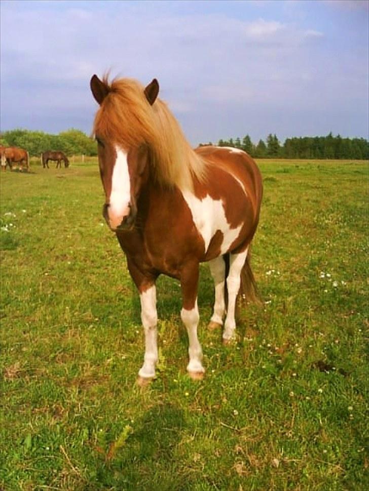 Dengang man var Islænder-rytter ;) - Bliki billede 36