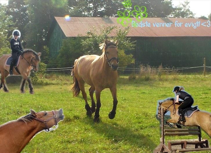 PhotoFiltre Billeder - Til Lisa og Lady :D billede 16