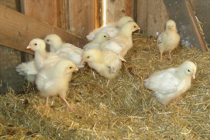 Mine høns og kyllinger - Sussex 14 dage gamle, lige kommet ud af kassen, og ud og opleve resten af hønsehuset billede 4