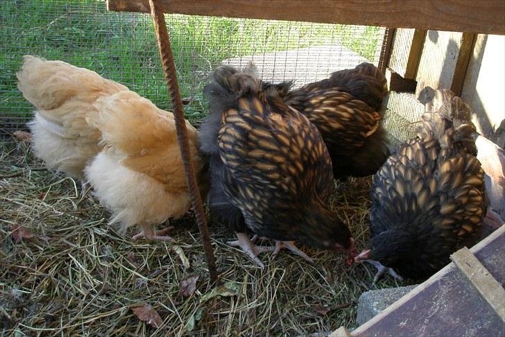 Mine høns og kyllinger - Orpington flokken 13. august billede 5