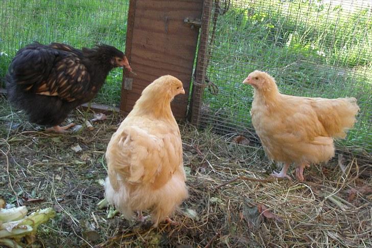Mine høns og kyllinger - 2 gule og en gul/sortsømmet orpington 13. august billede 6