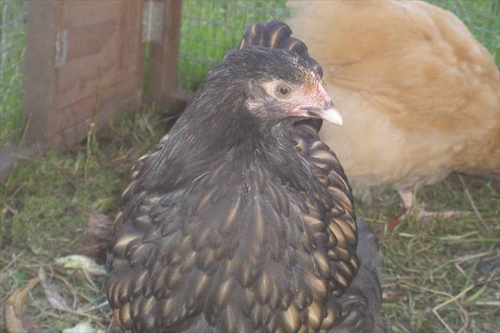 Mine høns og kyllinger - En flot høne billede 7