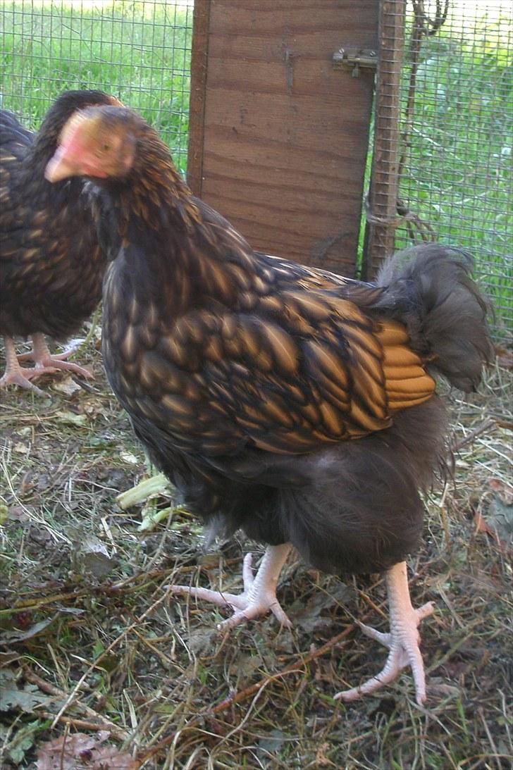 Mine høns og kyllinger - Min orpington hane 13. august billede 8