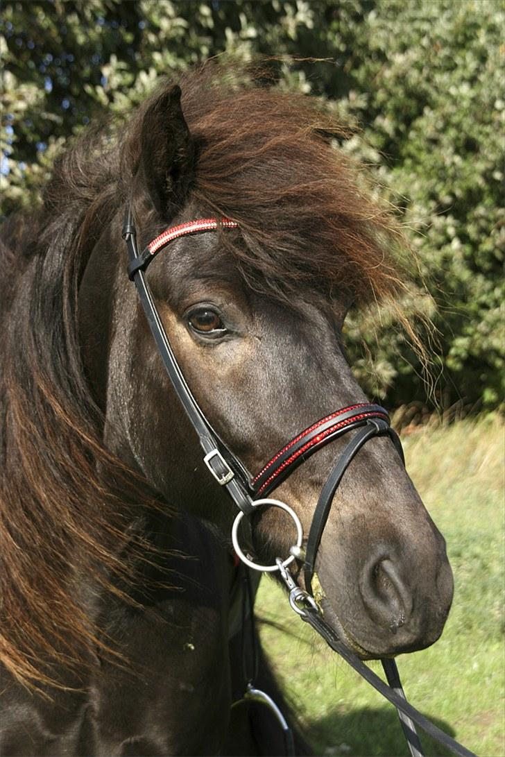 Mit udstyr - Catago Royal pandebånd - 
Kombineret næsebånd med røde swarovski sten - 
Hyldahl nakkestykke - 
EE trense bid billede 13