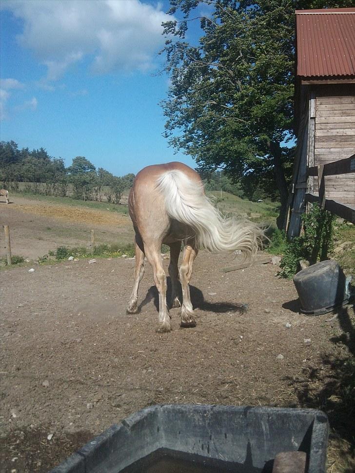 Stabejs* - Synes det har billede er lidt sjovt ;) billede 23