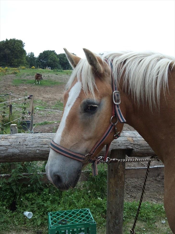 Stabejs* - Hej flotte <3 billede 25