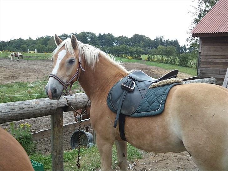 Stabejs* - Du betyder alt for mig pony<3 billede 26