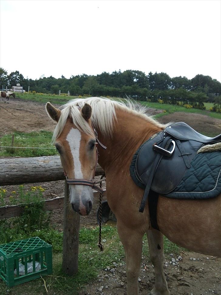 Stabejs* - <3 billede 27