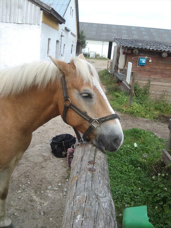 Stabejs* - Lidt træt <3 gør klar til stævne ;) billede 28