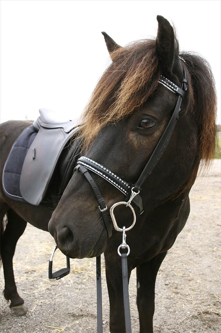 Mit udstyr - Kieffer pandebånd med blå og klare swarovski sten- 
Kieffer kombineret næsebånd med blå og klare swarovski sten - 
Fákur nakkestykke m/karbin - 
Hyldahl stange bid billede 9