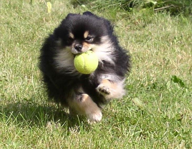 Min hund Gizmo :) billede 4