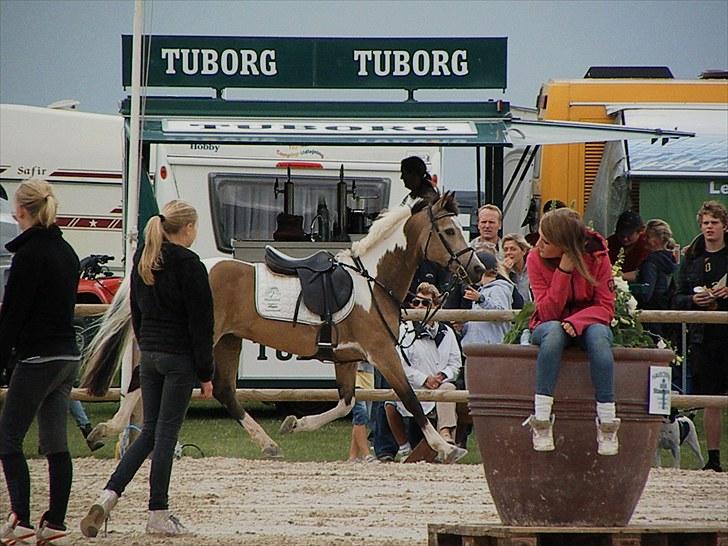 DM - Middelfart Ridecenter, Rosenkilde Gods billede 87