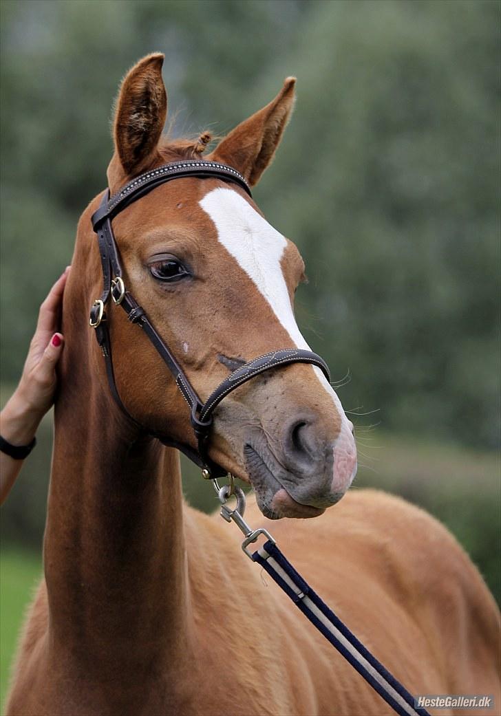 CaVa til følkåring - 15.08.10 billede 1